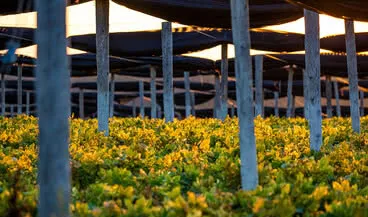 How to choose a reliable natural healthcare product