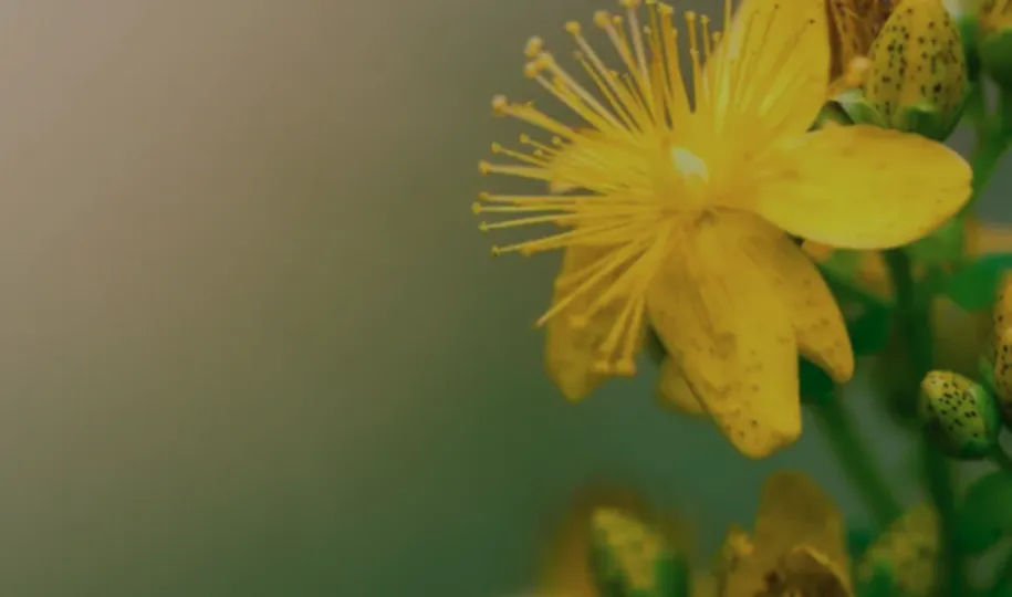 Navigating the World of Natural Medicines