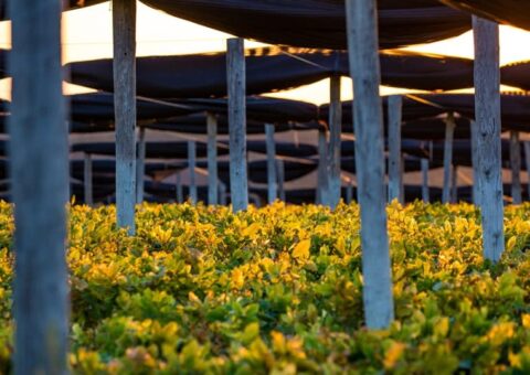 choose a reliable natural medicine image