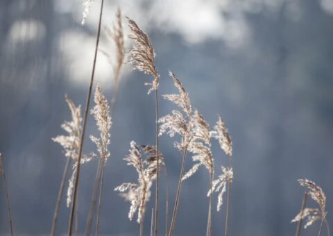 Urinary Health and Hygiene image